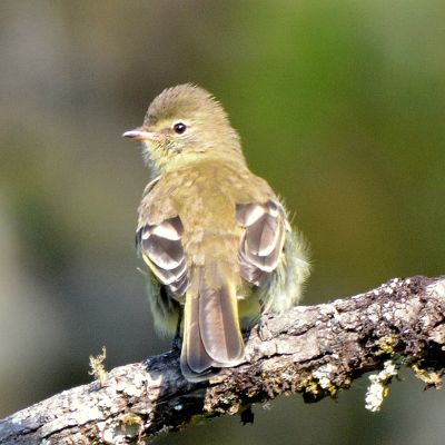 Southern Beardless Tyrannulet